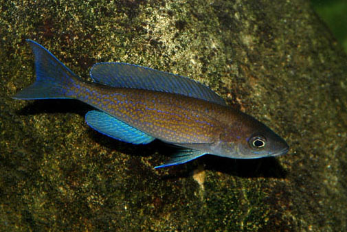 2011111422933_Cyprichromis pavo m3 web.jpg